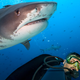 Image for article titled This Electric Fence Could Safely Segregate Swimmers and Sharks